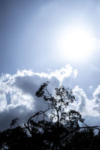 Low angle view of tree against sky