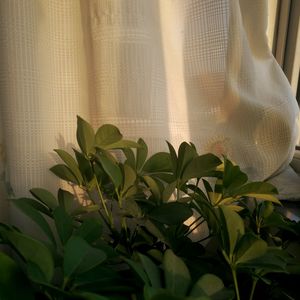 Close-up of plant by window at home