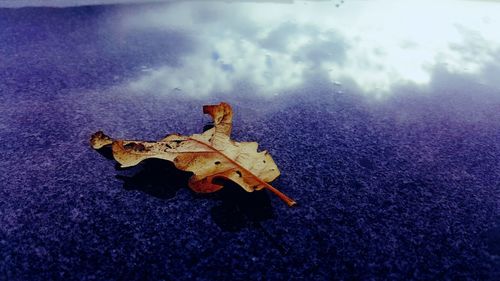 High angle view of wet umbrella