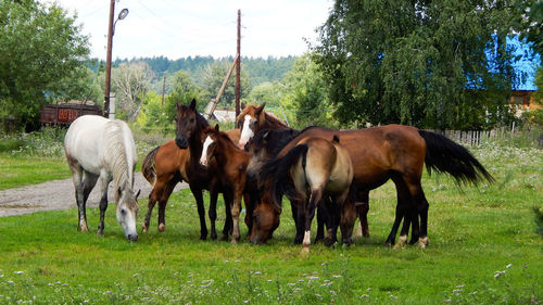 Horses standing in ranch