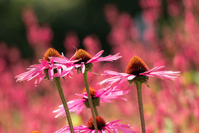 Close-up of pink flower