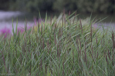 Close-up of grass on field