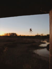 Close-up of spider on the land