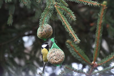 Close-up of bird perching on tree