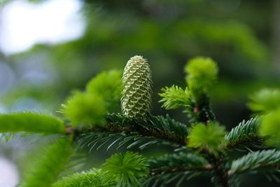 Close-up of pine tree