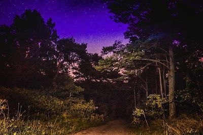 Scenic view of forest at night