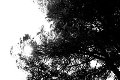 Low angle view of trees against sky