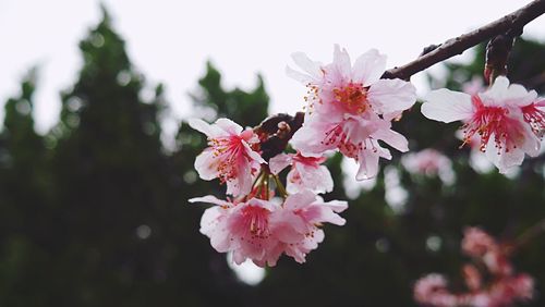 Close-up of pink flowers blooming on tree