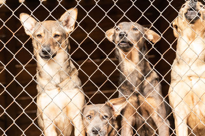 Portrait of dog in cage