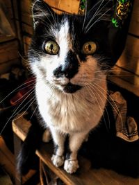 Portrait of cat sitting on floor