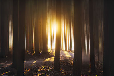 Sunlight streaming through trees in forest