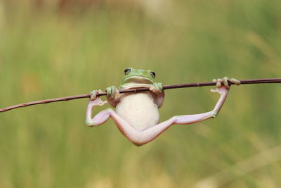 Close-up of frog on branch