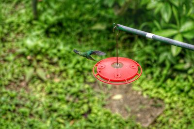 Close-up of bird perching on feeder