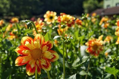 Close-up of yellow flowers blooming outdoors