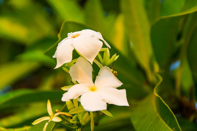 Close-up of white flowering plant