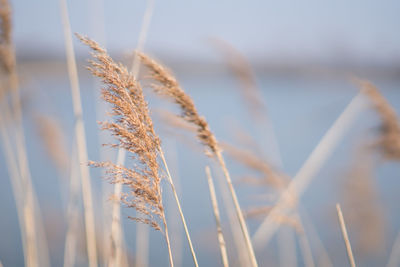 Close-up of wheat growing on field