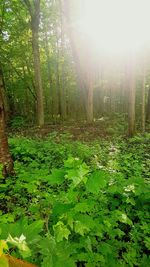 Trees in forest