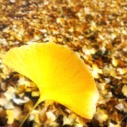 Close-up of yellow flower