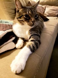 Cat relaxing on sofa at home