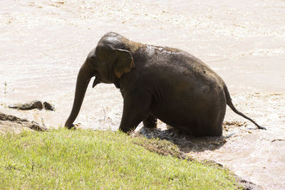 The baby elephant was walking across the river to the other side.