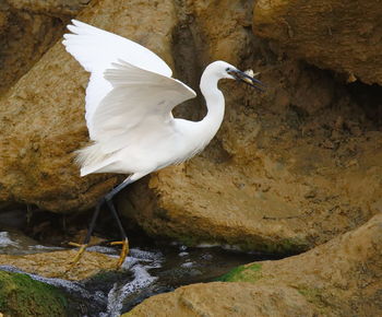 Close-up of bird perching on rock by water