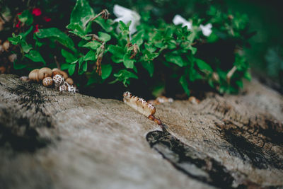 Close-up of insect on wood