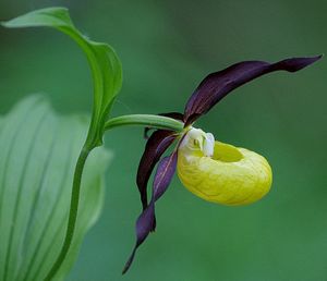 Close-up of purple flower on plant