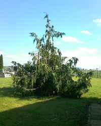 Trees on field against sky