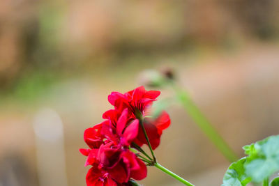 Close-up of red flowers blooming outdoors