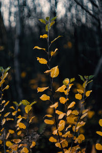 Bright yellow autumn leaves in front of the forest