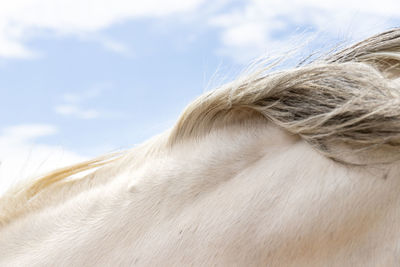 Close-up of a horse against sky