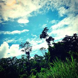 Low angle view of trees against sky