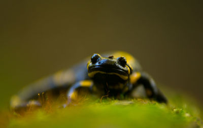 Close-up of turtle