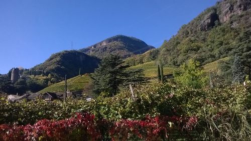 Low angle view of plants against clear blue sky