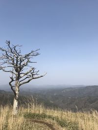 Scenic view of field against clear sky