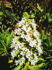 Close-up of flowers