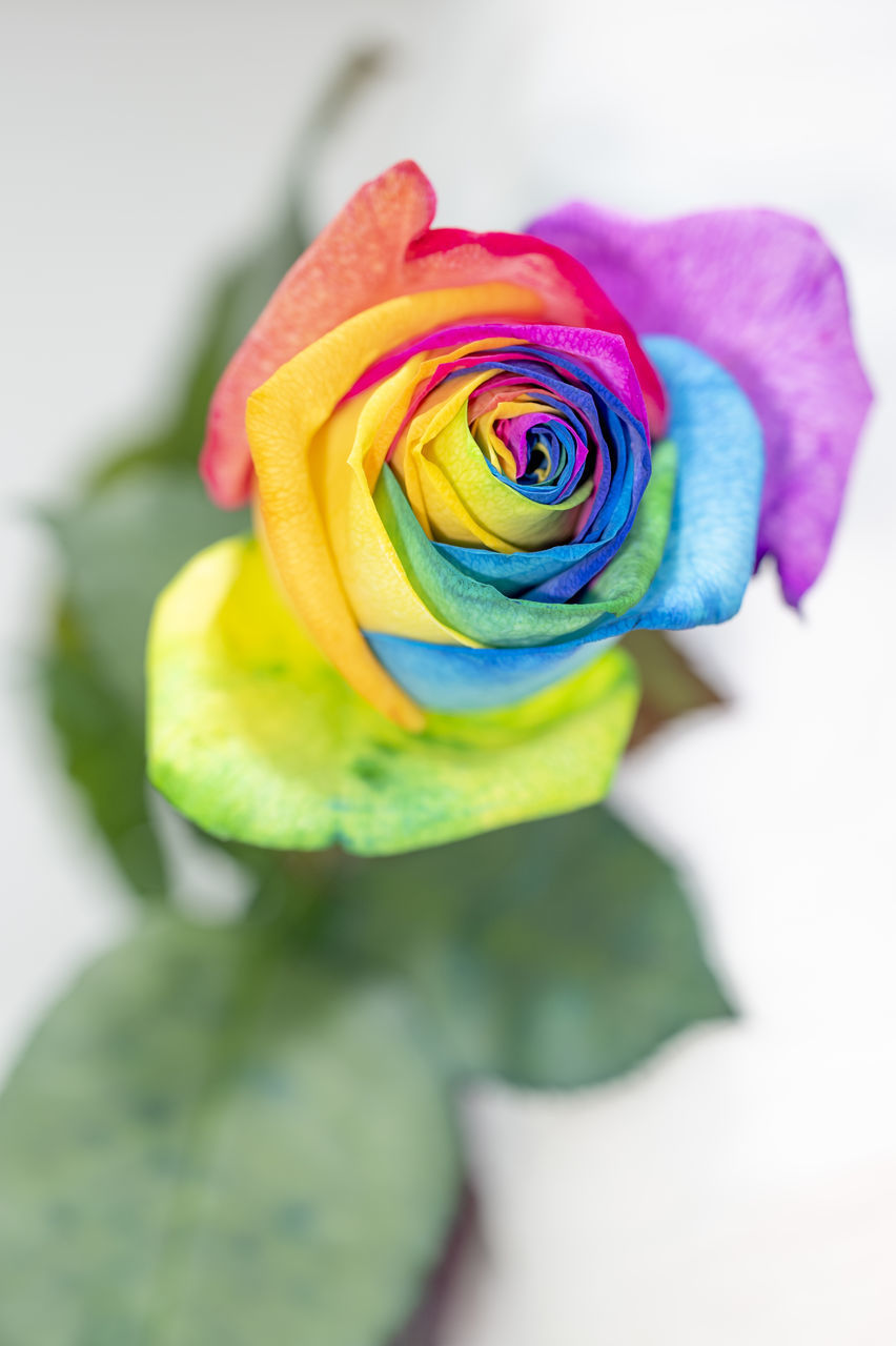 CLOSE-UP OF ROSE IN WHITE FLOWER