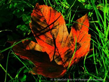 Close-up of maple leaf on grass