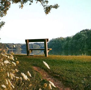 Trees growing on field
