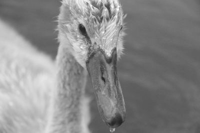Close up of young signet swan.  black and white.  sharp image