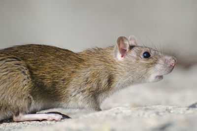 Close-up of rat