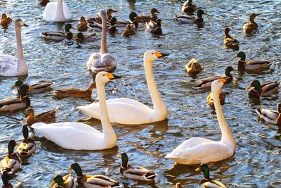 Swans swimming in lake