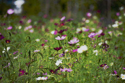 Close-up of pink flowering plants on field