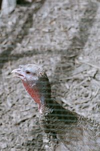 Close-up of a bird