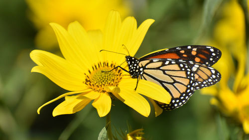 Close-up of butterfly pollinating on yellow flower