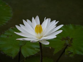 Close-up of white flowers