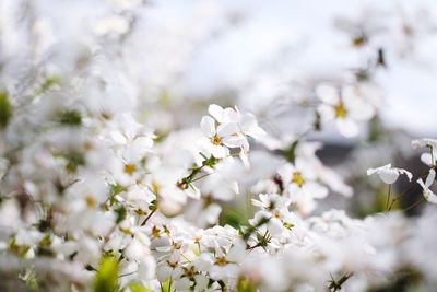 Close-up of white cherry blossom plant