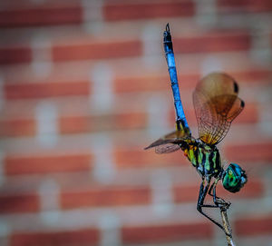 Close-up of dragonfly on stick against wall