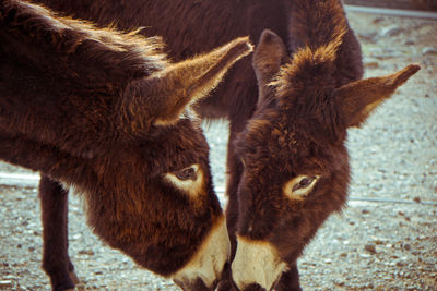 High angle view of donkeys