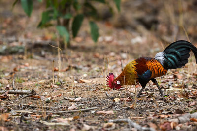 View of a bird on field